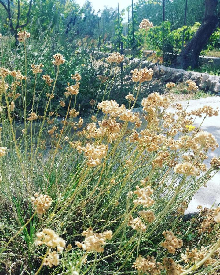 Banin Ξενοδοχείο Skradin Εξωτερικό φωτογραφία